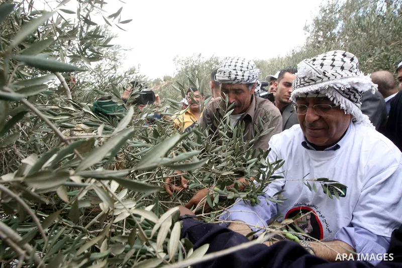 Palestinian Prime Minister Salam Fayyad as he gathering olives with villagers on the first day of the olive harvest in the West Bank village of Iraq Burin, near Nablus on October 9, 2010. For Palestinians, olives are an...