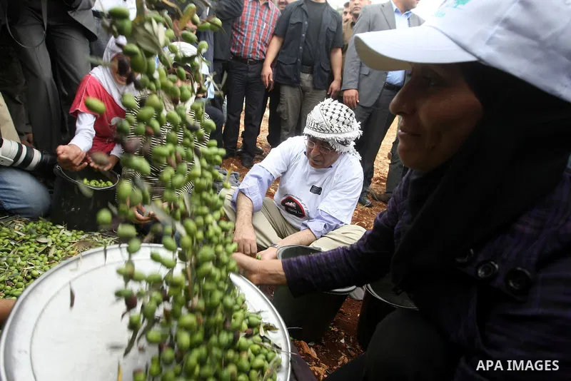 Palestinian Prime Minister Salam Fayyad as he gathering olives with villagers on the first day of the olive harvest in the West Bank village of Iraq Burin, near Nablus on October 9, 2010. For Palestinians, olives are an...