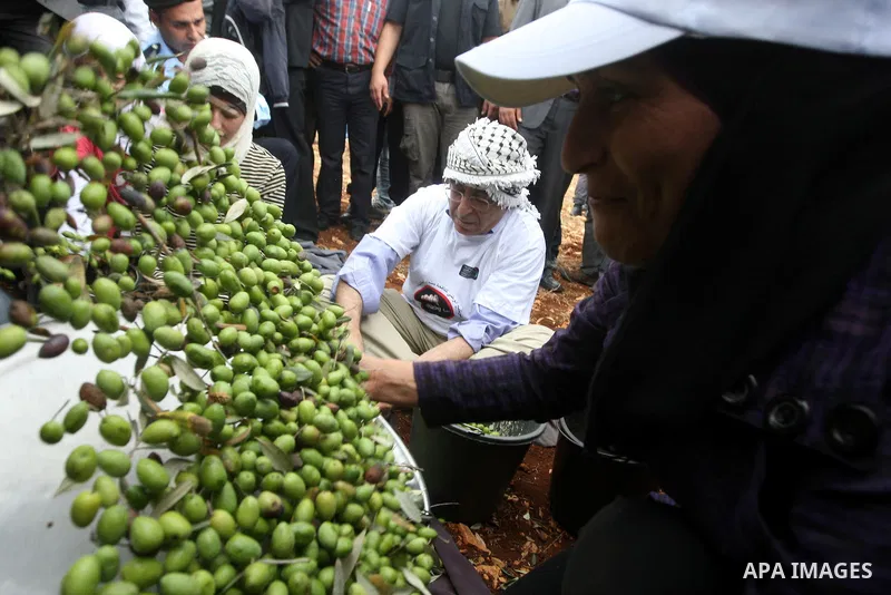 Palestinian Prime Minister Salam Fayyad as he gathering olives with villagers on the first day of the olive harvest in the West Bank village of Iraq Burin, near Nablus on October 9, 2010. For Palestinians, olives are an...