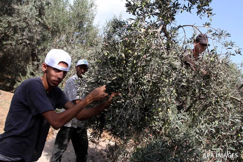 A Palestinian farmer collects olives during the olive harvest , near the Bureij refugee camp, central Gaza Strip, Saturday, Oct. 9, 2010 . Palestinians began the annual harvest of olives, a staple for many local farmers...