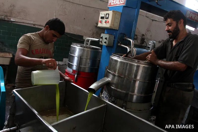 Palestinian men work in an olive oil factory during the olive harvest season , in Gaza City on October 9, 2010 . Palestinians began the annual harvest of olives, a staple for many local farmers that also use to make oliv...