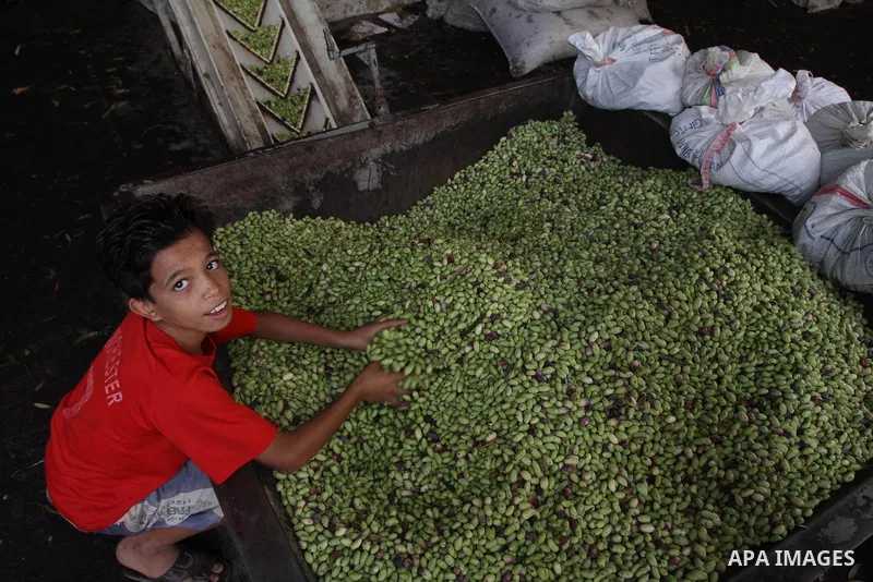 Palestinian boy works in an olive oil factory during the olive harvest season , in Gaza City on October 9, 2010 . Palestinians began the annual harvest of olives, a staple for many local farmers that also use to make oli...