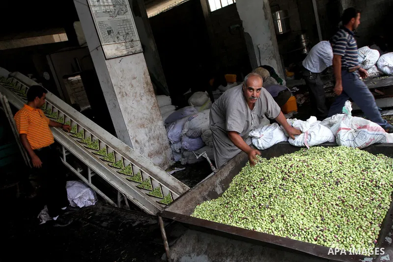 Palestinian msn work in an olive oil factory during the olive harvest season , in Gaza City on October 9, 2010 . Palestinians began the annual harvest of olives, a staple for many local farmers that also use to make oliv...