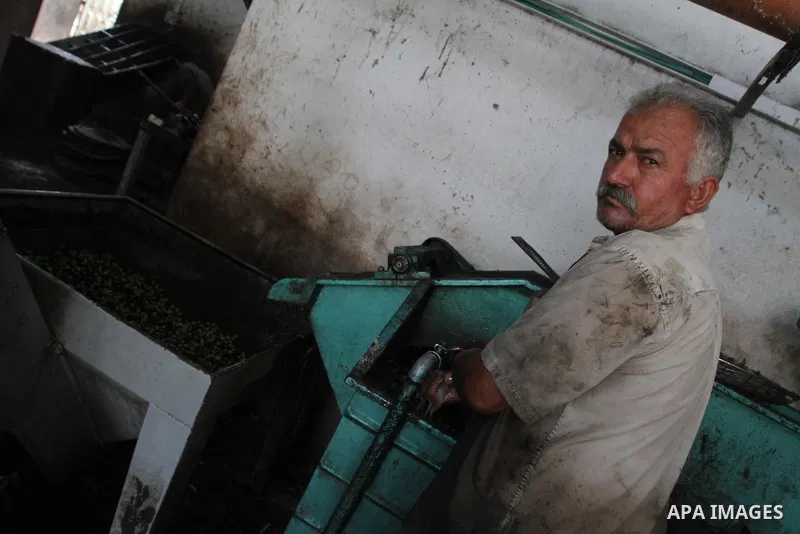 A Palestinian man works in an olive oil factory during the olive harvest season , in Gaza City on October 9, 2010 . Palestinians began the annual harvest of olives, a staple for many local farmers that also use to make o...