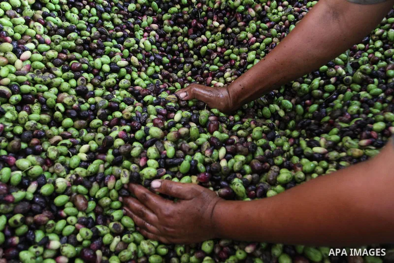 A Palestinian man works in an olive oil factory during the olive harvest season , in Gaza City on October 9, 2010 . Palestinians began the annual harvest of olives, a staple for many local farmers that also use to make o...