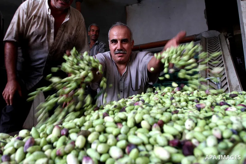 A Palestinian man works in an olive oil factory during the olive harvest season , in Gaza City on October 9, 2010 . Palestinians began the annual harvest of olives, a staple for many local farmers that also use to make o...