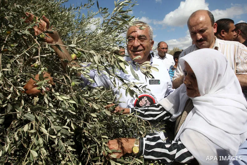 Palestinian Prime Minister Salam Fayyad as he gathering olives with villagers on the first day of the olive harvest in the West Bank village of Dair al-Ghsoun, near Tulkarem on October 9, 2010. For Palestinians, olives a...