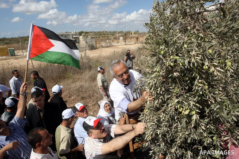 Palestinian Prime Minister Salam Fayyad as he gathering olives with villagers on the first day of the olive harvest in the West Bank village of Dair al-Ghsoun, near Tulkarem on October 9, 2010. For Palestinians, olives a...
