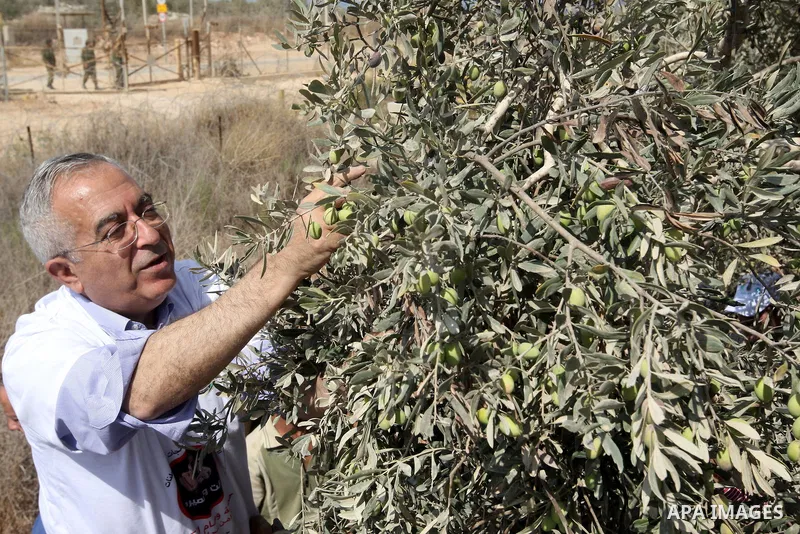 Palestinian Prime Minister Salam Fayyad as he gathering olives with villagers on the first day of the olive harvest in the West Bank village of Dair al-Ghsoun, near Tulkarem on October 9, 2010. For Palestinians, olives a...