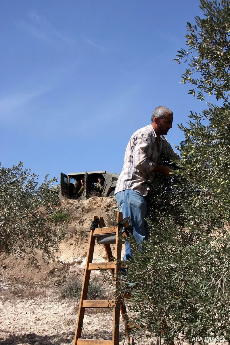 Israeli soldiers are seen near a Palestinian farmer as he picks olives in his agricultural fields in the West Bank village of Hawara, near Nablus on Oct. 10, 2010. Jewish settlers attacked Palestinian farmers during pick...