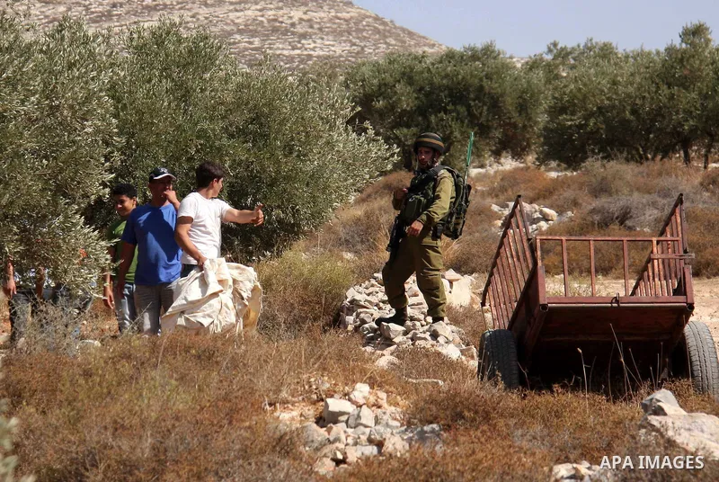 Israeli soldiers arrive to pacify the situation after Israeli settlers attacked Palestinian farmers while they collect Olive at Azmout village near the West Bank City of Nablus, 15 October 2010. Israeli settlers shoot in...