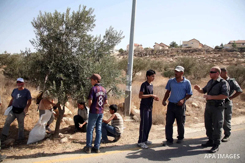 Israeli soldiers stand guard as Palestinians and International supporters harvest olives near the Jewish settlement of Otniel outside the West Bank city of Hebron on October ,19 2010. Photo by Najeh Hashlamoun