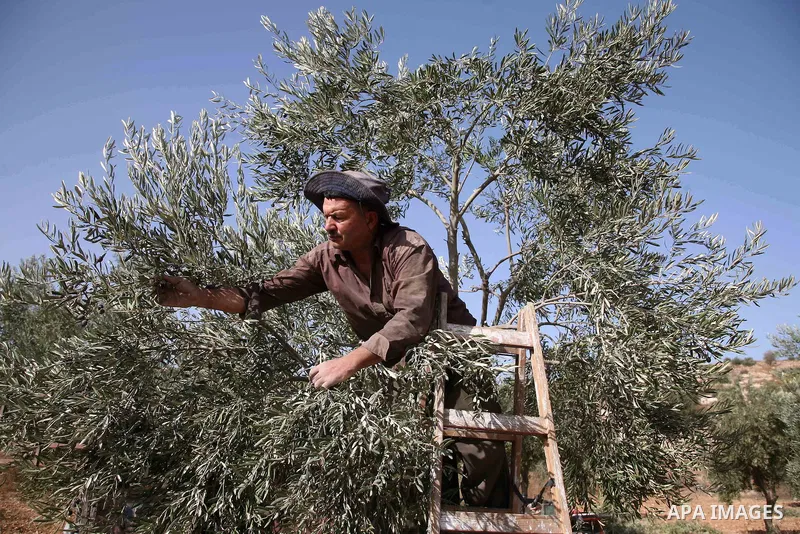 Israeli soldiers stand guard (not seen) as a Palestinian farmer harvests olives near a Jewish settlement outside the West Bank city of Hebron on October ,19 2010. Photo by Najeh Hashlamoun