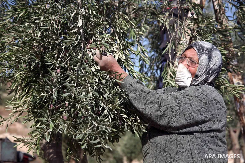 Israeli soldiers stand guard (not seen) as a Palestinian farmer harvests olives near a Jewish settlement outside the West Bank city of Hebron on October ,19 2010. Photo by Najeh Hashlamoun