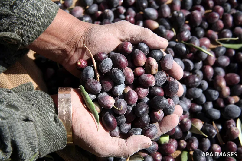 A Palestinian farmer harvests olives near a Jewish settlement outside the West Bank city of Hebron on October ,19 2010. Photo by Najeh Hashlamoun