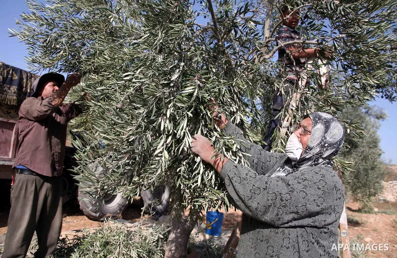 Israeli soldiers stand guard (not seen) as Palestinian farmers harvest olives near a Jewish settlement outside the West Bank city of Hebron on October ,19 2010. Photo by Najeh Hashlamoun