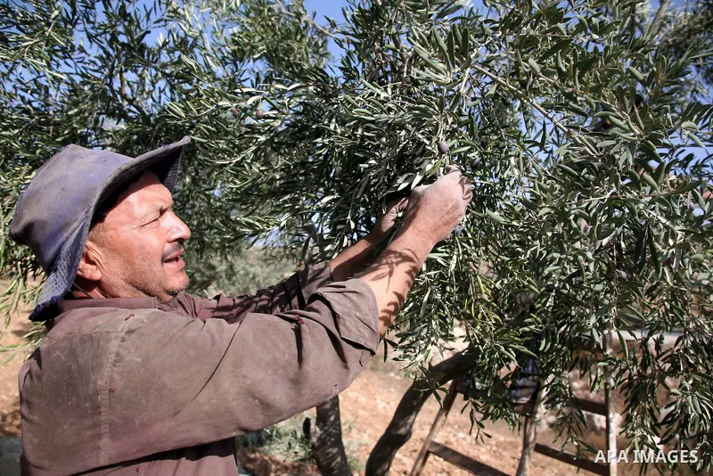 Israeli soldiers stand guard (not seen) as a Palestinian farmer harvests olives near a Jewish settlement outside the West Bank city of Hebron on October ,19 2010. Photo by Najeh Hashlamoun