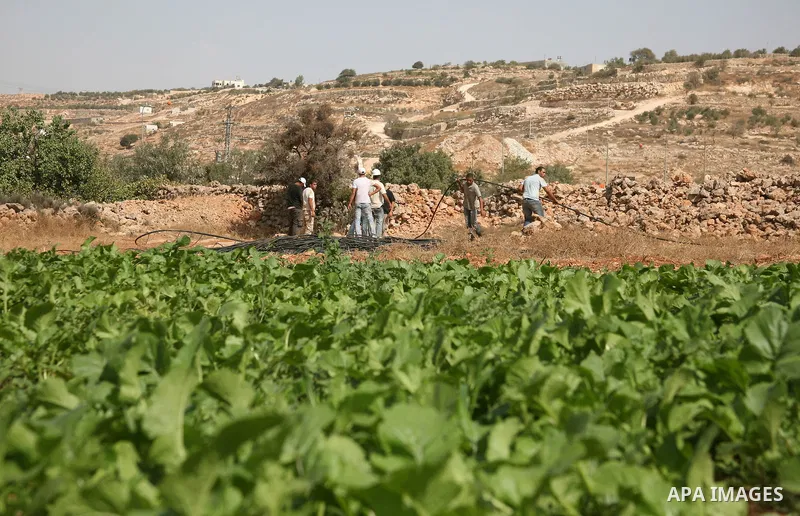 Arab-Israeli employees working with the Israeli army to remove the irrigation system from a Palestinian field near the Israeli settlement of Kiryat Arba on October 21, 2010 on the outskirts of Hebron, in the occupied Wes...