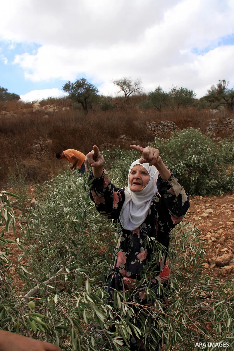 Palestinian Salima Ewes (73) throws her arms up in the air in despair next to one of her olive trees in the West Bank village of A Loban , 23 October 2010. Salima lost 40 of her olive trees after they were chopped down b...