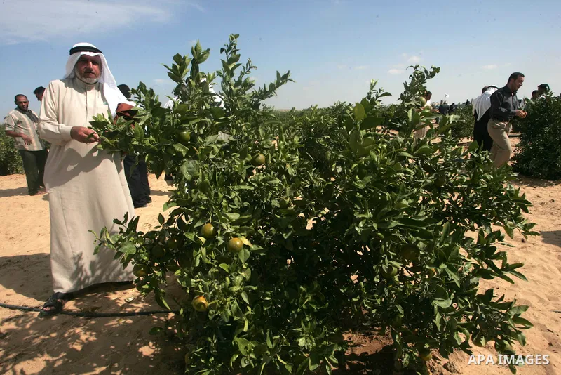Palestinian Prime Minister in Gaza Strip, Ismail Hanyieh attends the inauguration ceremony of the largest plantation of citrus and fruits built on the site of a former Jewish settlement near Khan Yunis in the southern Ga...