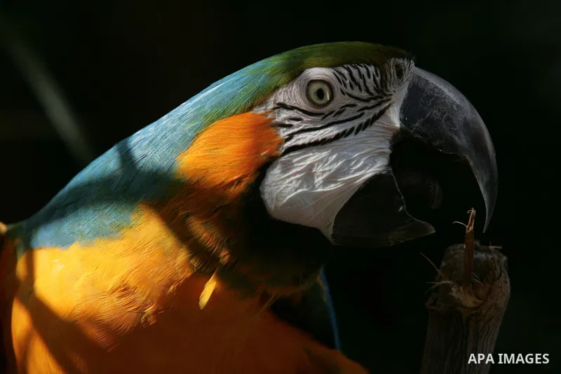 A parrot is seen at the zoo in the southern Gaza Strip town of Rafah on Oct. 30,2010 . Most of the animals and birds in parks have been brought through the tunnels linking the Gaza Strip into Egypt . Photo By Khaled Khal...