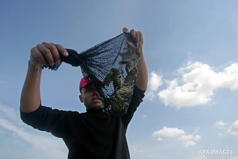 A Palestinian youth hunts birds in southern Gaza Strip town of Khan Younis on Oct.31,2010 . Bird hunting is a hobby practiced with the onset of winter for the most of the younger generation in Gaza Strip . Photo By Khale...