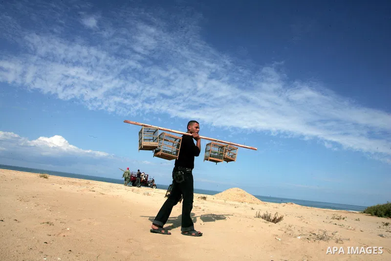 A Palestinian youth hunts birds in southern Gaza Strip town of Khan Younis on Oct.31,2010 . Bird hunting is a hobby practiced with the onset of winter for the most of the younger generation in Gaza Strip . Photo By Khale...