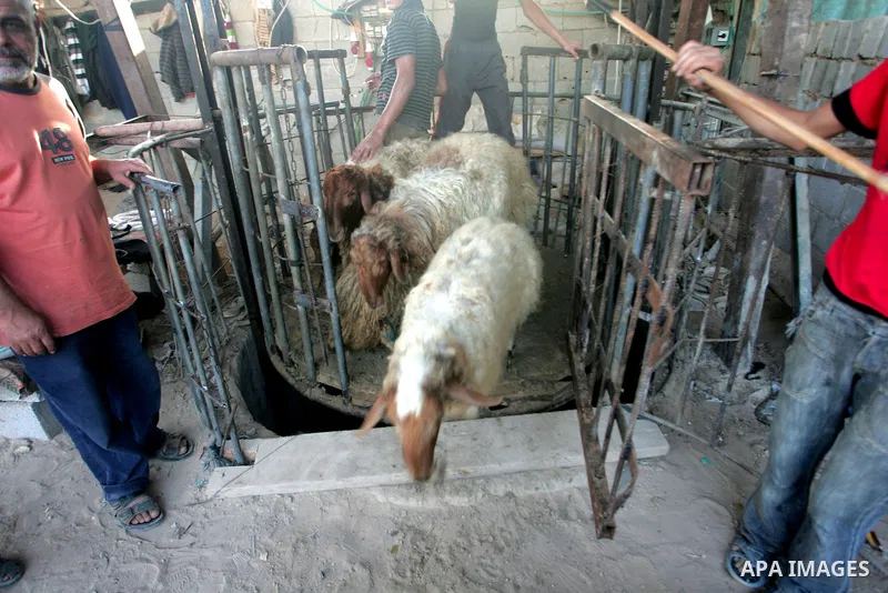 Palestinian men smuggle sheep into the Gaza Strip through a tunnel under the Egypt-Gaza border in the southern Gaza Strip town of Rafah on November 10, 2010. Residents of the poverty-stricken Gaza Strip fear a shortage o...