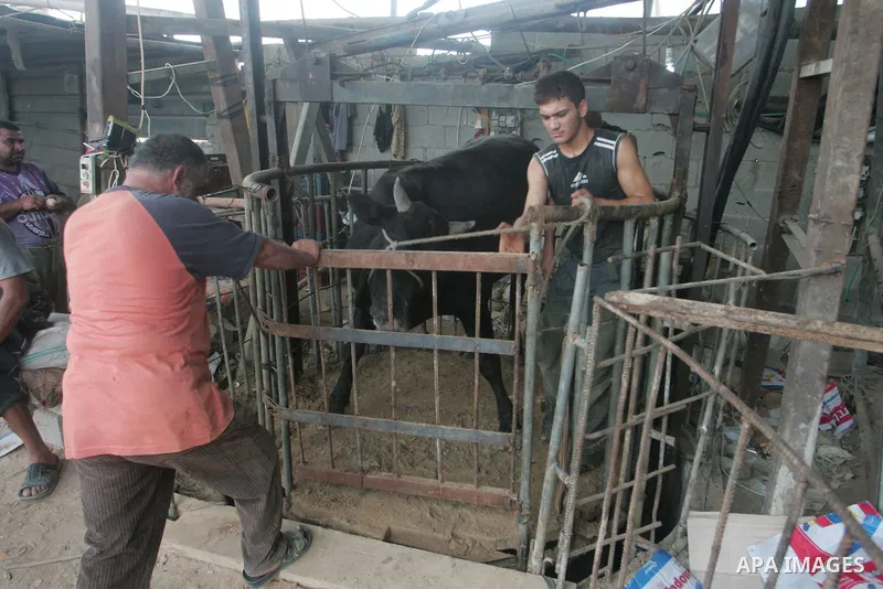 A Palestinian man smuggles cows into the Gaza Strip through a tunnel under the Egypt-Gaza border in the southern Gaza Strip town of Rafah on November 11, 2010. Residents of the poverty-stricken Gaza Strip fear a shortage...