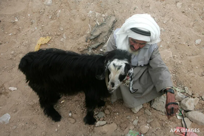 Palestinians display their sheep at a livestock market , in the southern Gaza Strip town of Rafah on Nov. 13, 2010. Gazans buy more sheep and cattle in preparation for the upcoming Sacrifice Feast. Photo by Khaled Khaled