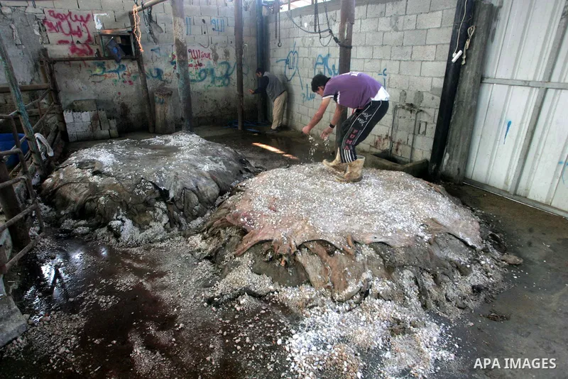 Palestinian butchers collect the skins of animals which were slaughtered on the first and second day of Eid al-Adha for reuse in the southern Gaza Strip twon of Rafah, Nov. 18, 2010. Muslims worldwide celebrated Eid al-A...