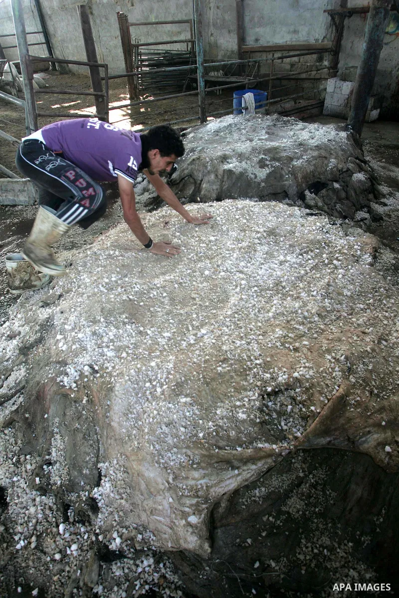 Palestinian butchers collect the skins of animals which were slaughtered on the first and second day of Eid al-Adha for reuse in the southern Gaza Strip twon of Rafah, Nov. 18, 2010. Muslims worldwide celebrated Eid al-A...