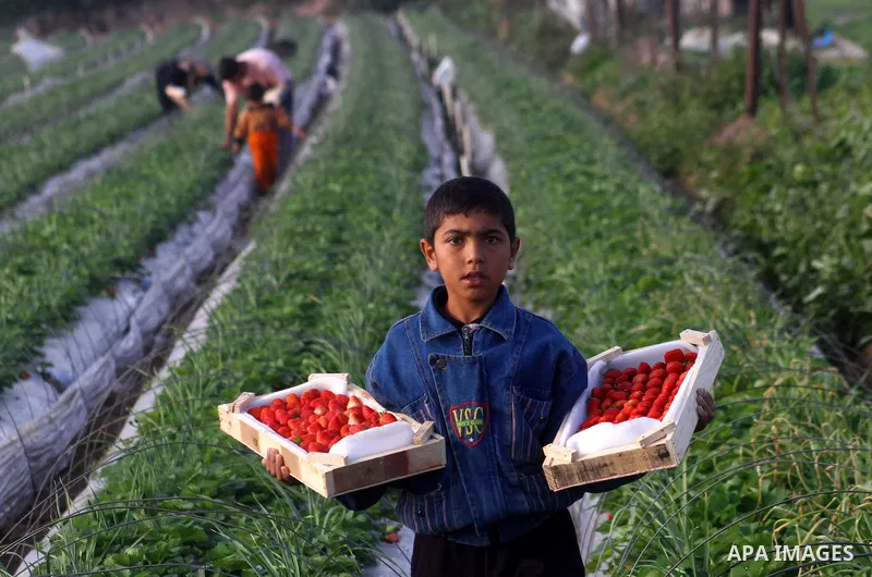A Palestinian boy displays strawberries for export at a farm in Beit Lahia, in the northern Gaza Strip, on November 29, 2010. Gaza farmers hope to send 1,000 tones of strawberries to Europe through a partly eased Israeli...