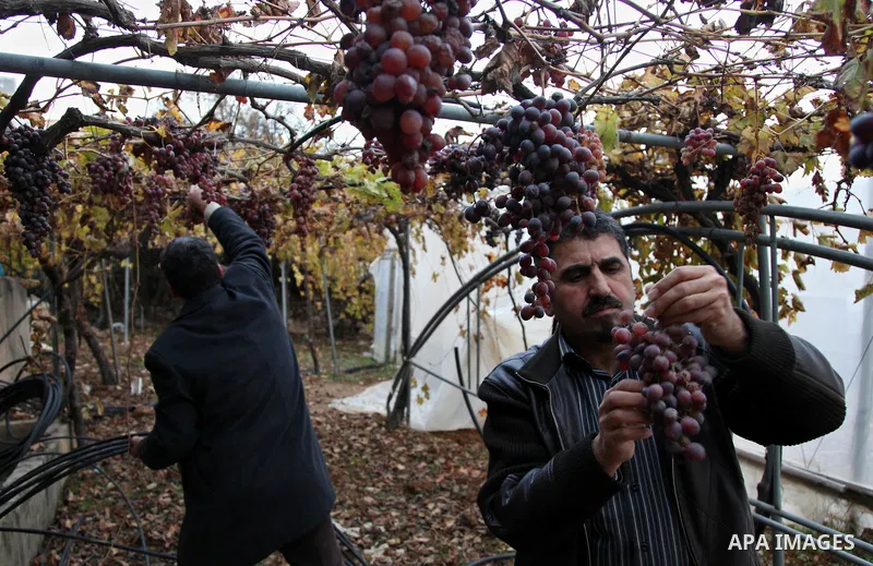International academics visit Hashlamoun Organic Farm to see the suffering of the Palestinian farmers from the lack of water, in the Palestinian city of Hebron on January 11, 2011. Photo by Najeh Hashlamoun