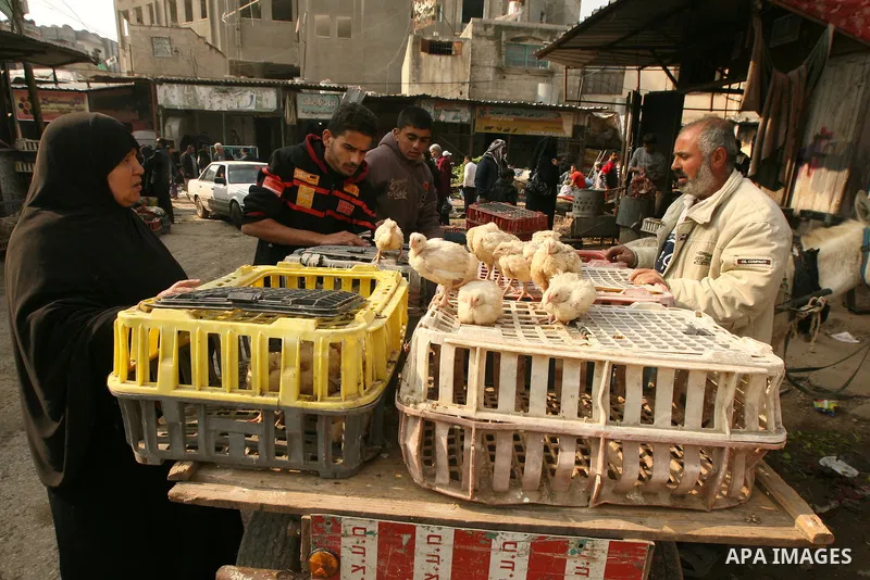 Palestinians display their birds for selling at the market in the Rafah refugee camp, southern Gaza Strip, on January 14, 2011. Photo by Abed Rahim Khatib
