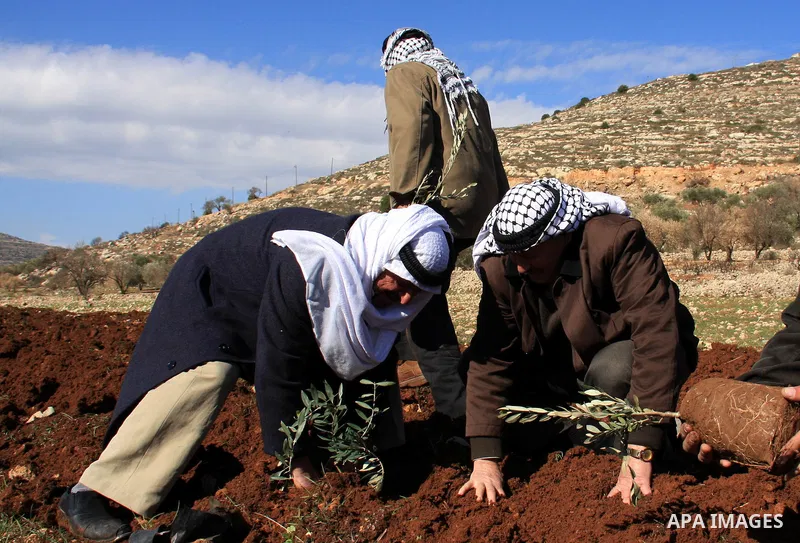 Palestinian farmers plant olive trees during a protest against the uprooting of trees belonging to Palestinians by Jewish settlers near settlement Alie, in the West Bank town of Alban near Nablus, Monday, Jan. 17, 2011....
