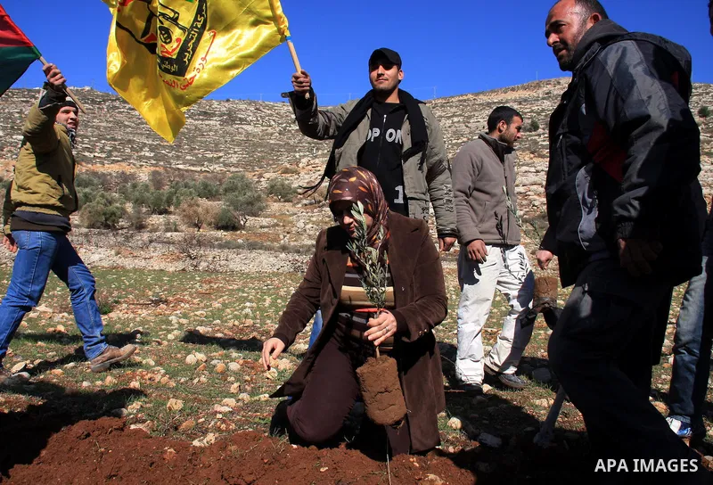 Palestinian farmers plant olive trees during a protest against the uprooting of trees belonging to Palestinians by Jewish settlers near settlement Alie, in the West Bank town of Alban near Nablus, Monday, Jan. 17, 2011....