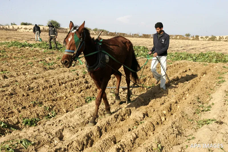 Palestinian farmers collect potatoes crop from their land in the west of Khan Younis in southern Gaza Strip on January 19, 2011.. Photo by Abed Rahim Khatib
