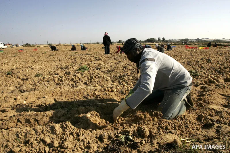 Palestinian farmers collect potatoes crop from their land in the west of Khan Younis in southern Gaza Strip on January 19, 2011.. Photo by Abed Rahim Khatib