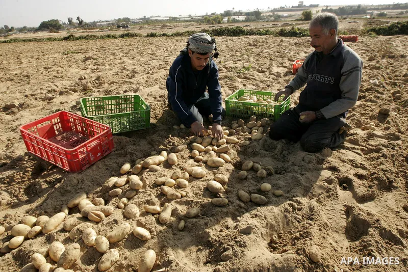 Palestinian farmers collect potatoes crop from their land in the west of Khan Younis in southern Gaza Strip on January 19, 2011.. Photo by Abed Rahim Khatib
