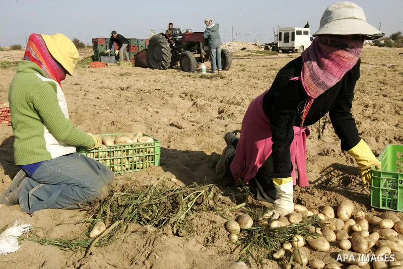 Palestinian farmers collect potatoes crop from their land in the west of Khan Younis in southern Gaza Strip on January 19, 2011.. Photo by Abed Rahim Khatib