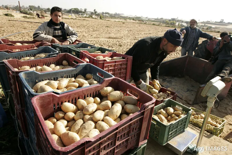 Palestinian farmers collect potatoes crop from their land in the west of Khan Younis in southern Gaza Strip on January 19, 2011.. Photo by Abed Rahim Khatib
