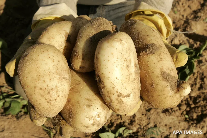 Palestinian farmers collect potatoes crop from their land in the west of Khan Younis in southern Gaza Strip on January 19, 2011.. Photo by Abed Rahim Khatib