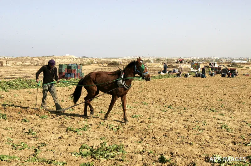 Palestinian farmers collect potatoes crop from their land in the west of Khan Younis in southern Gaza Strip on January 19, 2011.. Photo by Abed Rahim Khatib