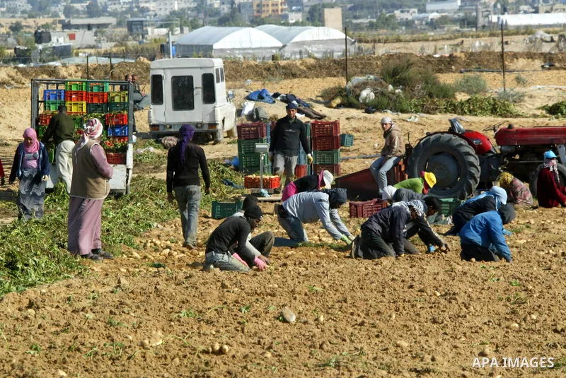 Palestinian farmers collect potatoes crop from their land in the west of Khan Younis in southern Gaza Strip on January 19, 2011.. Photo by Abed Rahim Khatib