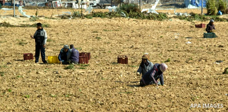 Palestinian farmers collect potatoes crop from their land in the west of Khan Younis in southern Gaza Strip on January 19, 2011.. Photo by Abed Rahim Khatib