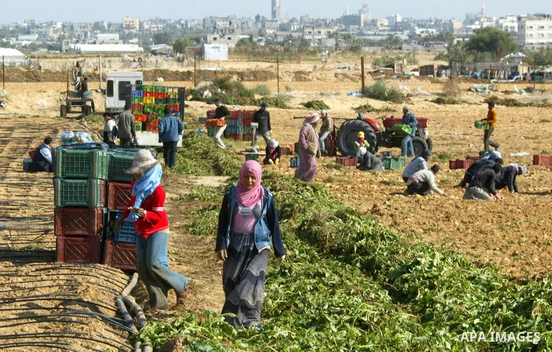 Palestinian farmers collect potatoes crop from their land in the west of Khan Younis in southern Gaza Strip on January 19, 2011.. Photo by Abed Rahim Khatib