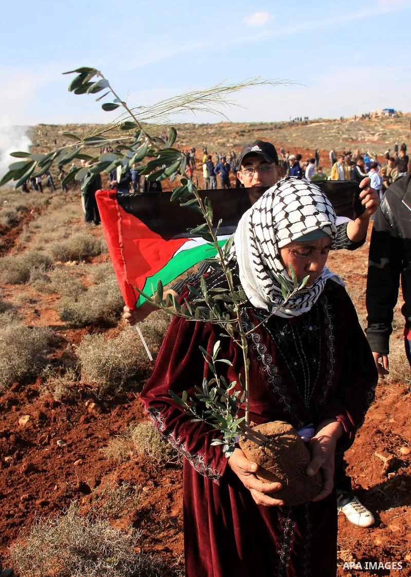 Palestinian farmers plant olive trees during a protest against the uprooting of trees belonging to Palestinians by Jewish settlers near settlement of Shelo in the West Bank village of Qosra near Nablus, 23 January 2011....