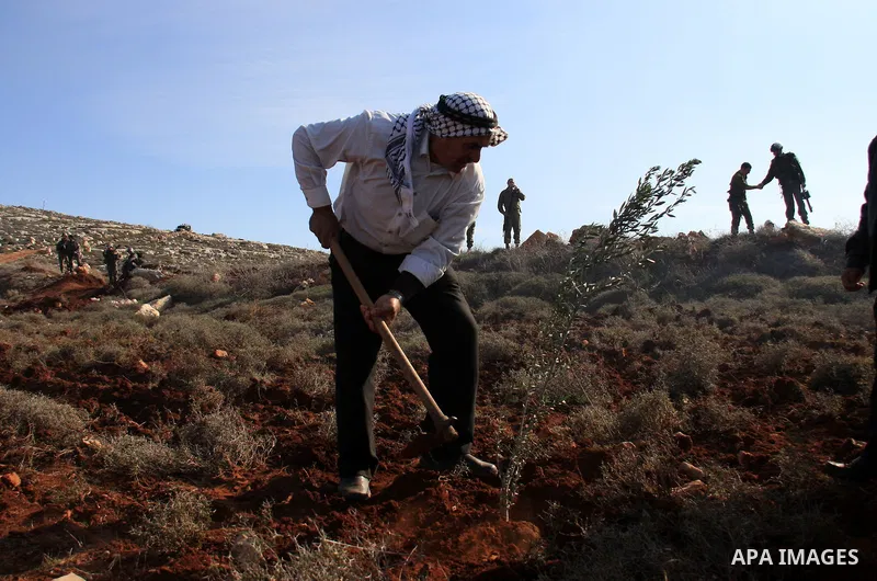 Israeli soldiers look on as Palestinian farmers plant trees during a protest against the uprooting of trees belonging to palestinians over farming land between the Jewish settlement Shiloh and the West Bank the village o...