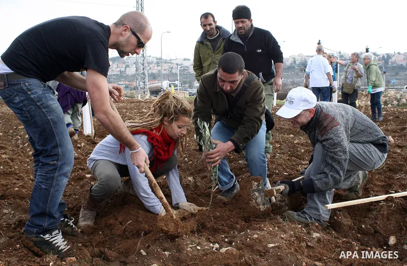 International activists help Palestinian farmers planting trees in the village of Umm Salamunah, near the Jewish settlement of Efrat, southern the West Bank city of Bethlehem on February 13, 2011. Photo by Najeh Hashlamo...